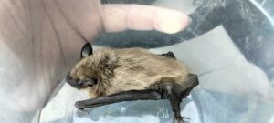 Animal Removal Swan Creek Township